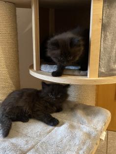 Edelmix Kätzchen Ragdoll Angora