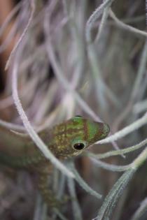 Phelsuma Robertmertensi