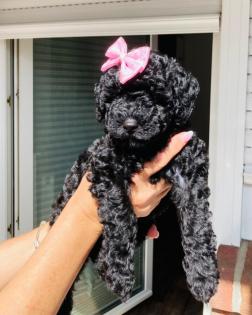 Goldendoodle Welpen