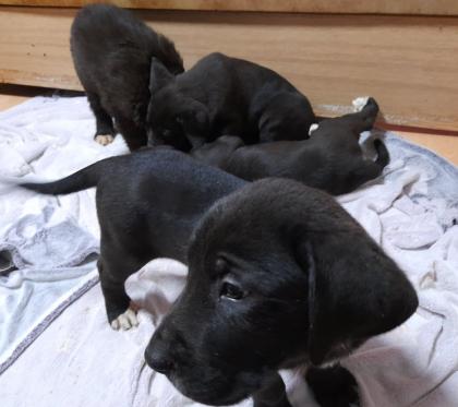Bernhardiner Mix Hunde