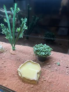Terrarium inkl. Zubehör ideal für Reptilien abzugeben