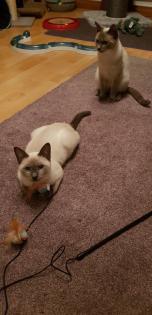 Siam / Thai Kitten Blue Point Babys Kätzchen. 1 Junge. Abgabebereit.