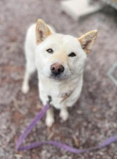 Mayumi - Shiba-Inu Mischling lieb verträglich