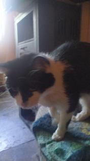 Katzen sucht neues Zuhause