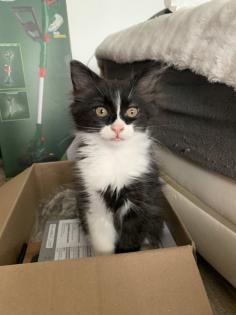 Ragdoll Mix Babykatzen Kitten