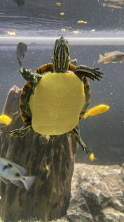 3 Wasserschildkröten Aquarium Technik und Zubehör