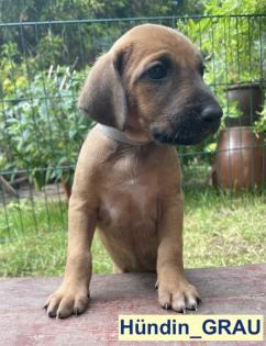 Bildhübscher schlauer Ridgeback Mix - 1x Rüde 8x Hündin