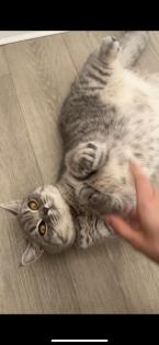 BKH Kitten weiblich grau-getigert mit Zubehör