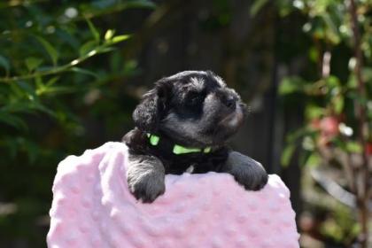 Zwergschnauzer Welpen mit Papieren
