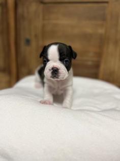 8 wunderschöne Französische Bulldoggen