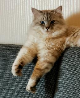 Norweger-Neva Masquarade Kitten