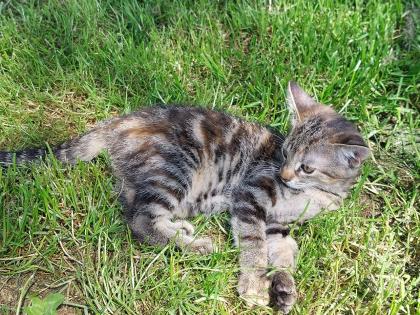 Hauskatze Kitten Kätzchen