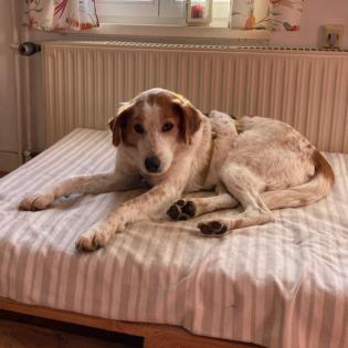 Bronco / Status sucht ein Zuhause