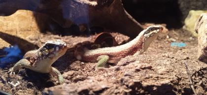 4. 0 Maskenleguane / Terrarium mit Zubehör