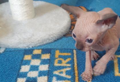 Zwei kleine süsse canadian sphynx kitten mit Tasthaaren suchen noch ein liebevolles zu Hause.