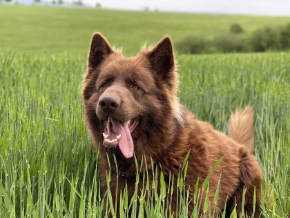 Deckrüde altdeutscher Schäferhund Langhaar Brownie