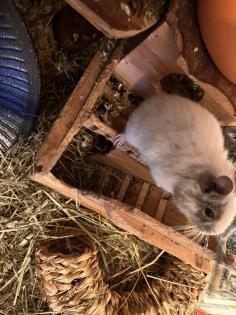 Degus männlich abzugeben