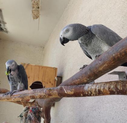 Graupapageien Pärchen suchen ein neues Zuhause