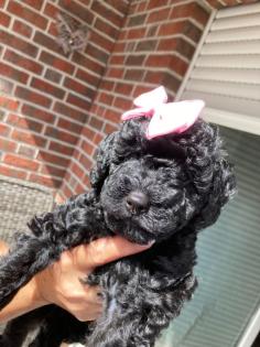 Goldendoodle Welpen