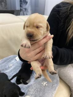 Labrador Welpen reinrassig Babylabradore