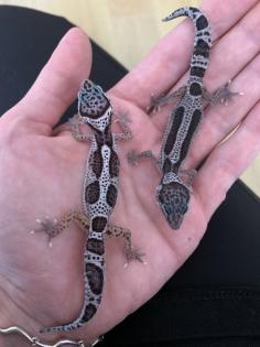 0. 1 Mack Snow Stripe Leopardgecko Weibchen Enz 23 abzugeben