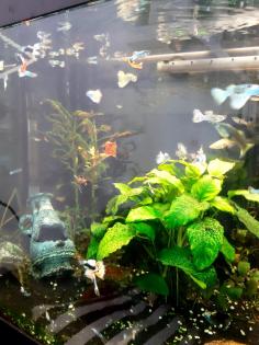 Guppys - Kleine mittlere und große