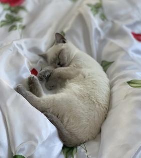 BKH Kitten Point 1 Männchen 1 Weibchen Eltern mit Stammbaum Ab Juli abzugeben