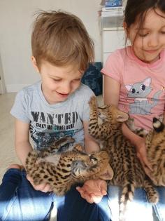 Serval- Savannah- und Karakalkätzchen