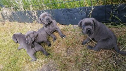Tolle Cane Corso Welpen blueliner