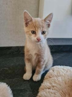 Kater Kätzchen Kitten Katzenbabys