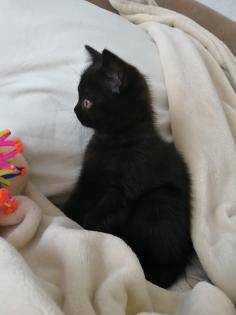 BKH Katze Black Gold Tabby Classic