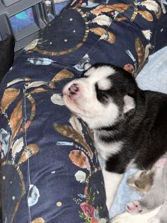 Sibirien Husky Welpen