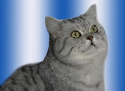 Deckkater Britisch-Kurzhaar Silbertabby VIEL ERFAHRUNG