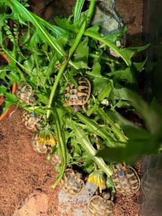 Nachzuchten Griechische Landschildkröten THB-2023 abzugeben