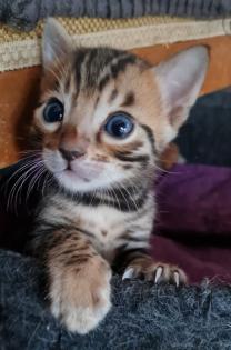 Wunderschöne Bengal Kitten Mini Leoparden