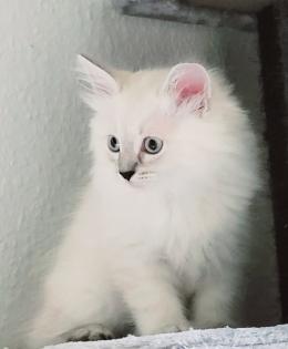 Norweger-Neva Masquarade Kitten