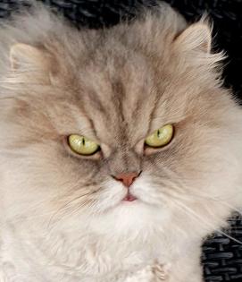 Perser Katze Mädchen abholbereit
