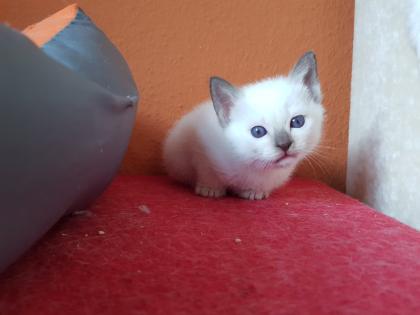 Thaikater alte Art der Siam Katerchen Baby Siamkater