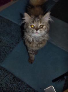 Perserkatze mit Nase