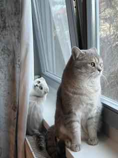 Scottish BKH mix Katze