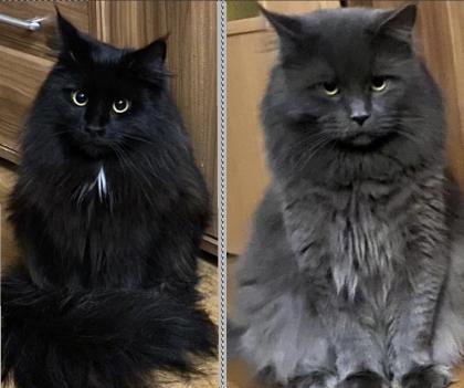 Maine Coon mix- alter Art Babys