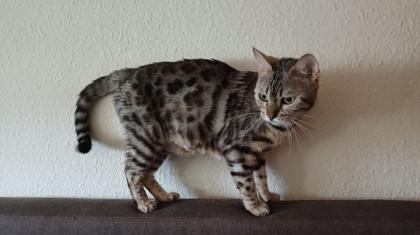 Bkh kitten reinrassig