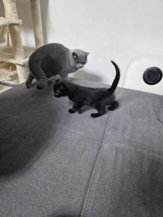 Britisch Kurzhaar Kitten