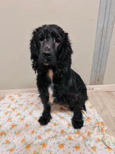 Kinzee - neugierig sozial - Cocker-Spaniel-Mischling