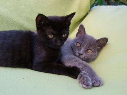 Süße kleine Kätzchen / Kitten / Katzenbabys