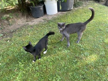 Kitten Kätzchen Junge Waldkatze