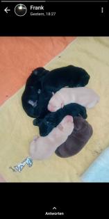 Labrador Mischling Welpe