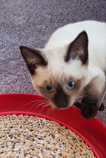 Siam /Thai Kitten Seal Point Babys Kätzchen. Abgabebereit.