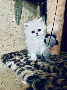 Verkauf wunderscho nes persisches Edelkaterchen Chinchilla/Weiß