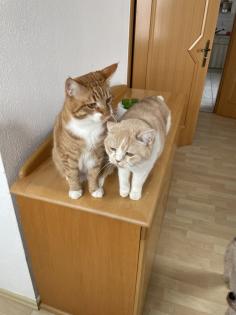 Perser Mix Katzen / Kater